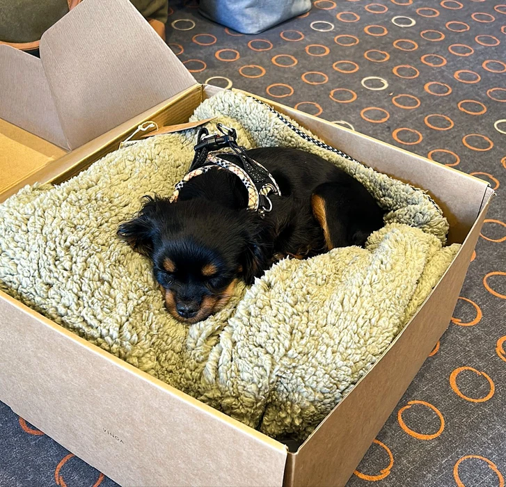 Photographie professionnelle montrant des mains d'un artisan/technicien travaillant à une machine de transfert DTF ou de broderie numérique, avec des vêtements ou articles personnalisés (t-shirt, polo, casquette) visibles à proximité en arrière-plan. La photo capture le moment de la technique en cours (machine en action, insertion du produit, contrôle de qualité) pour montrer le processus professionnel derrière les créations. Lumière naturelle ou professionnelle, surface de travail organisée, mettant en avant le savoir-faire technique et l'équipement moderne d'Archéon.